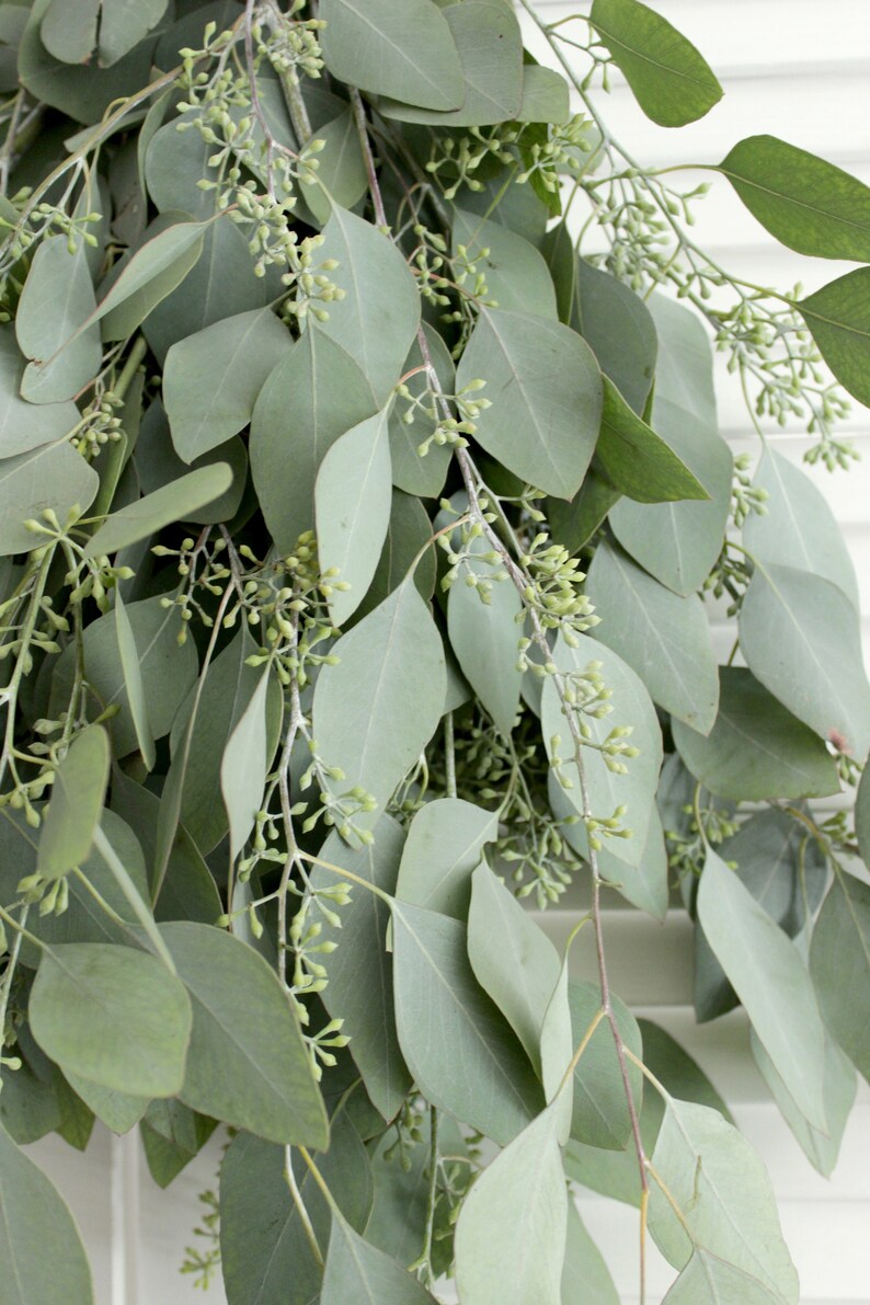 Fresh Seeded Eucalyptus Bunch 57 Stem free Shipping DIY Etsy