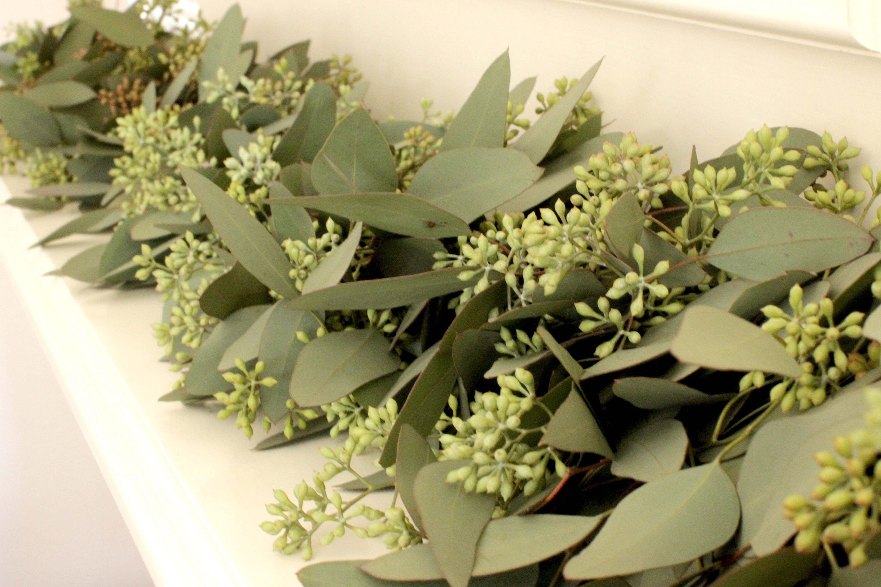 Fresh Cut Living Seeded Eucalyptus Greenery Garland –for Wedding, Home ...
