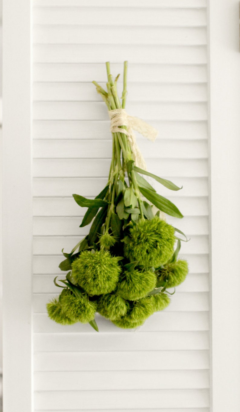 Fresh Green Trick Dianthus Flowers 10 stems free shipping DIY Wedding Showers Event Holidays image 1