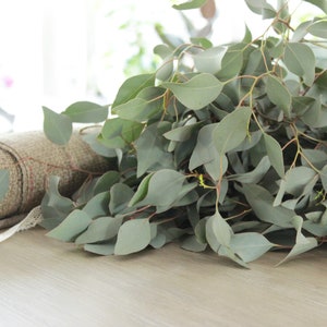 Fresh Silver Dollar Eucalyptus Bunch 5-7 stems DIY Wedding Showers Event Holidays Garland Greenery Table Runner image 7