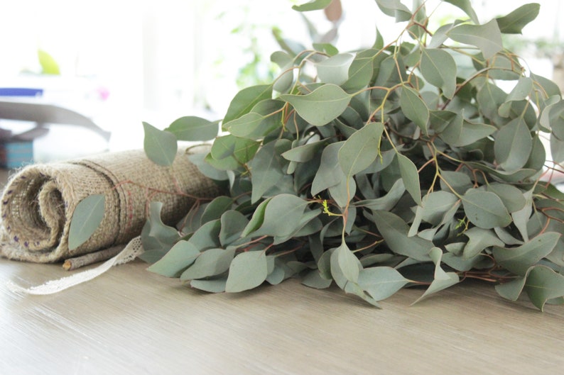 Fresh Silver Dollar Eucalyptus Bunch 5-7 stems DIY Wedding Showers Event Holidays Garland Greenery Table Runner image 7