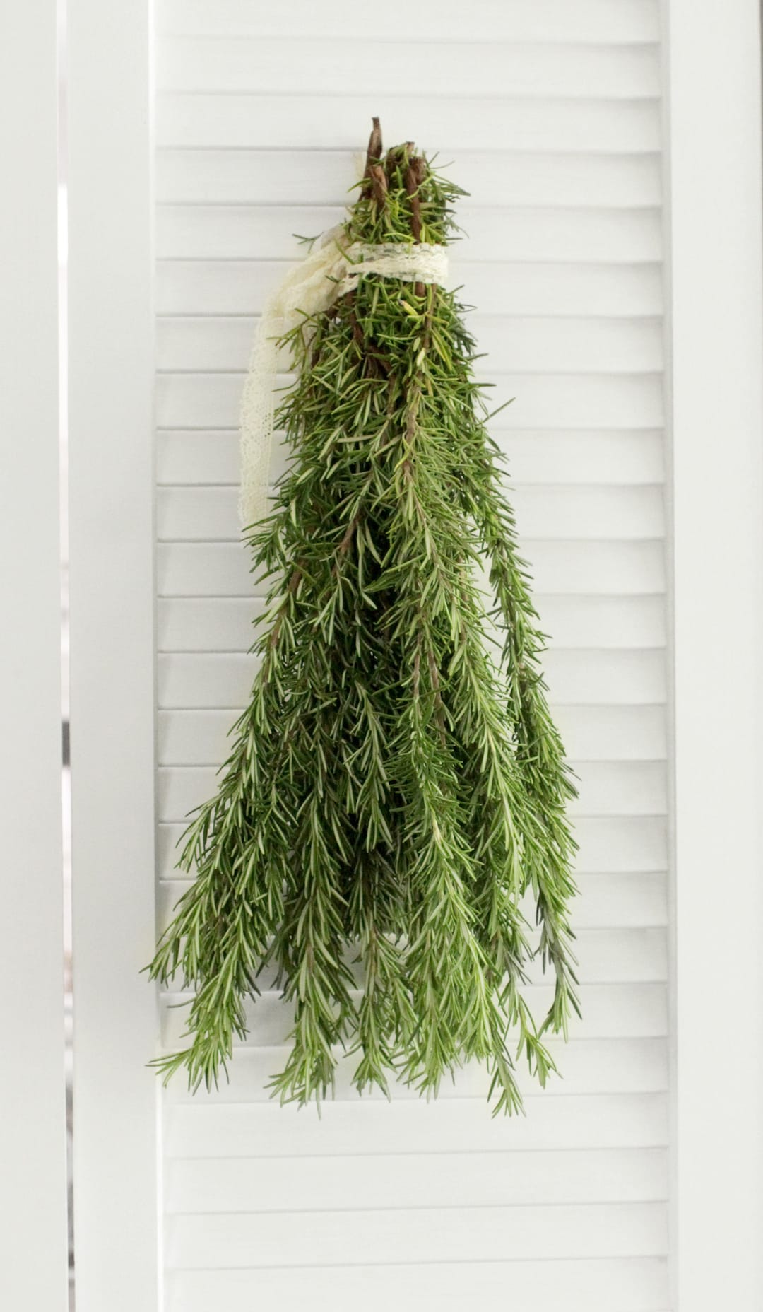 Fresh Cut Rosemary Herbs 810 Stems free Shipping DIY Etsy