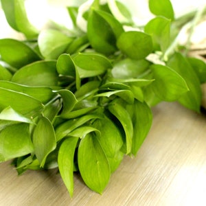 Fresh Cut Israeli Ruscus 10 stems free shipping DIY Wedding Showers Event Holidays image 4