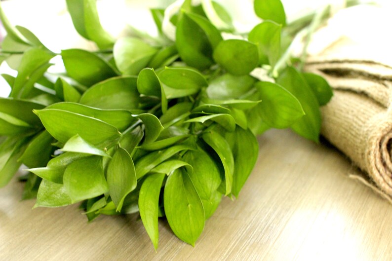 Fresh Cut Israeli Ruscus 10 stems free shipping DIY Wedding Showers Event Holidays image 4