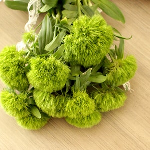 Fresh Green Trick Dianthus Flowers 10 stems free shipping DIY Wedding Showers Event Holidays image 2