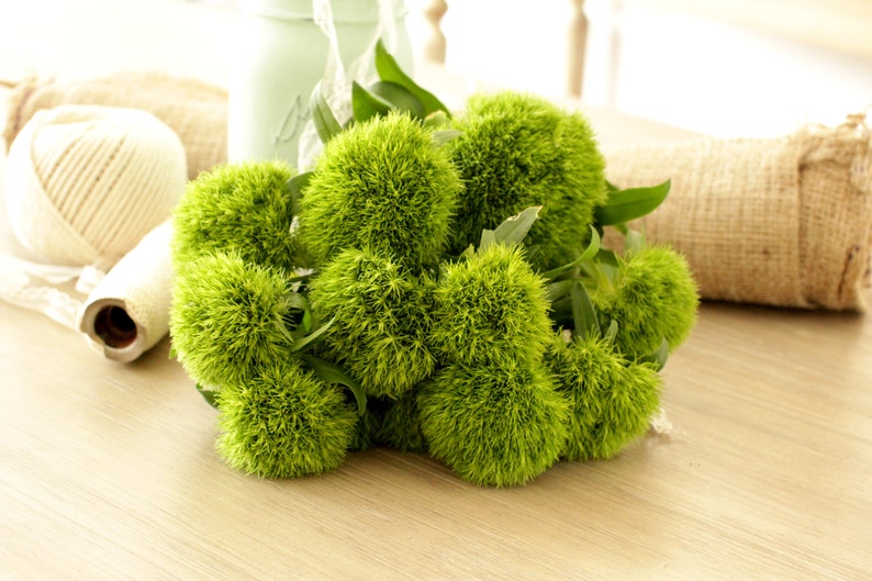 Fresh Green Trick Dianthus Flowers 10 stems free shipping DIY Wedding Showers Event Holidays image 3