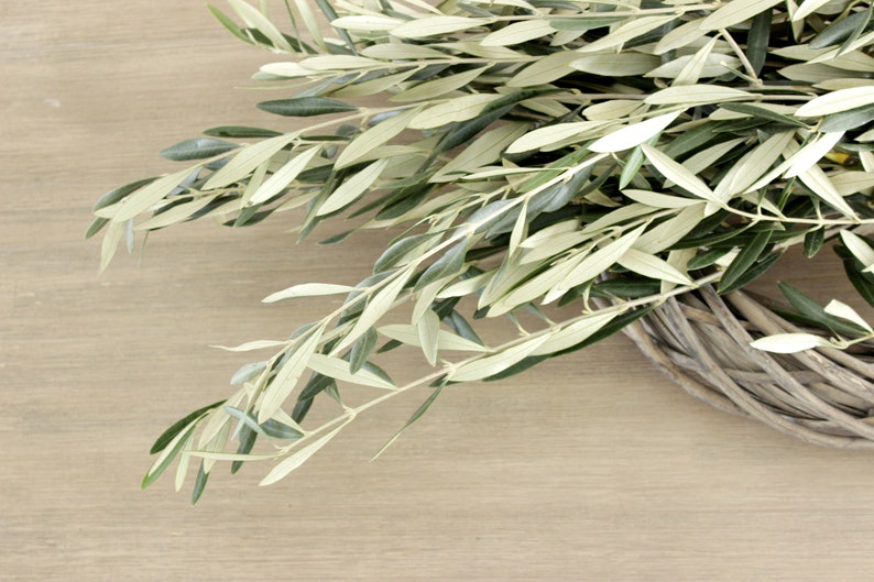 Fresh Olive Branch 810 Stems DIY Wedding Showers Event Etsy