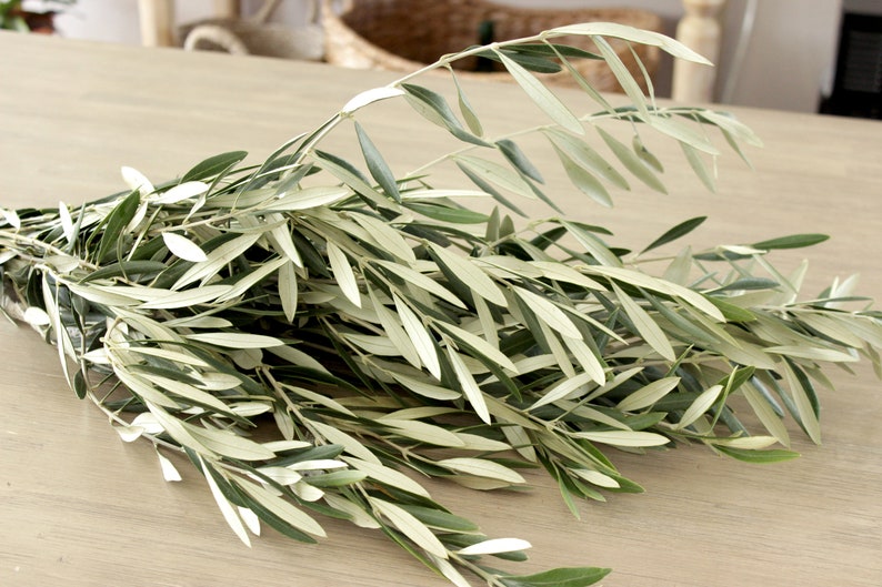 Fresh Olive Branch 810 Stems DIY Wedding Showers Event Etsy