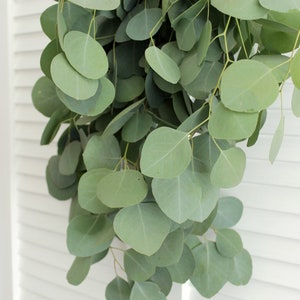 Fresh Silver Dollar Eucalyptus Bunch 5-7 stems DIY Wedding Showers Event Holidays Garland Greenery Table Runner image 4