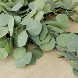 Fresh Silver Dollar Eucalyptus Bunch 5-7 stems DIY Wedding Showers Event Holidays Garland Greenery Table Runner image 5