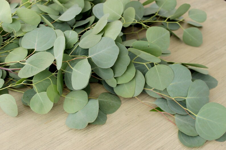 Fresh Silver Dollar Eucalyptus Bunch 5-7 stems DIY Wedding Showers Event Holidays Garland Greenery Table Runner image 5