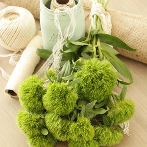 Fresh Green Trick Dianthus Flowers 10 stems free shipping DIY Wedding Showers Event Holidays image 5