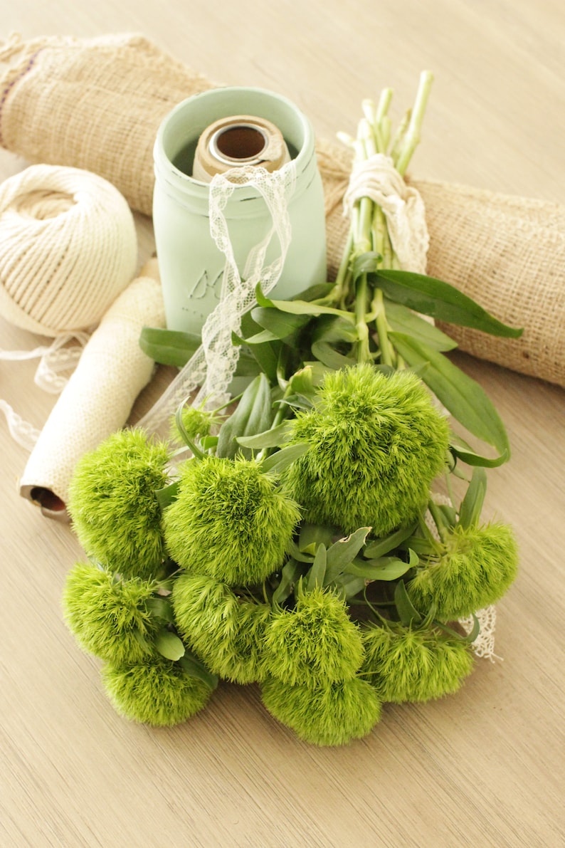 Fresh Green Trick Dianthus Flowers 10 stems free shipping DIY Wedding Showers Event Holidays image 5