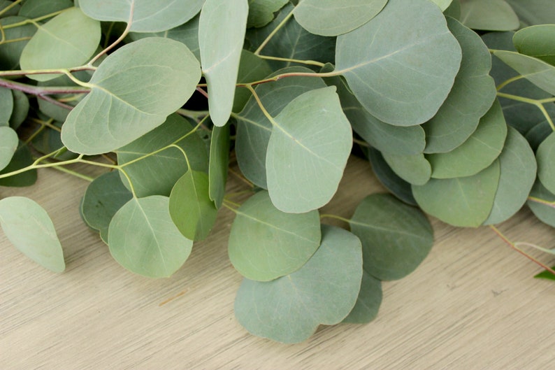 Fresh Silver Dollar Eucalyptus Bunch 5-7 stems DIY Wedding Showers Event Holidays Garland Greenery Table Runner image 3