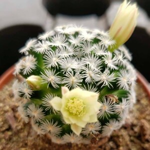 mammillaria schumannii Mammillaria schumannii  Desert Rose Cactus Lounge