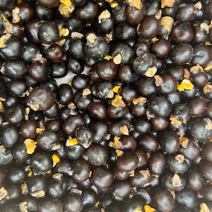 Ripkitty Premium Ackee Blighia Sapida Seeds Only, Grow Your Own!