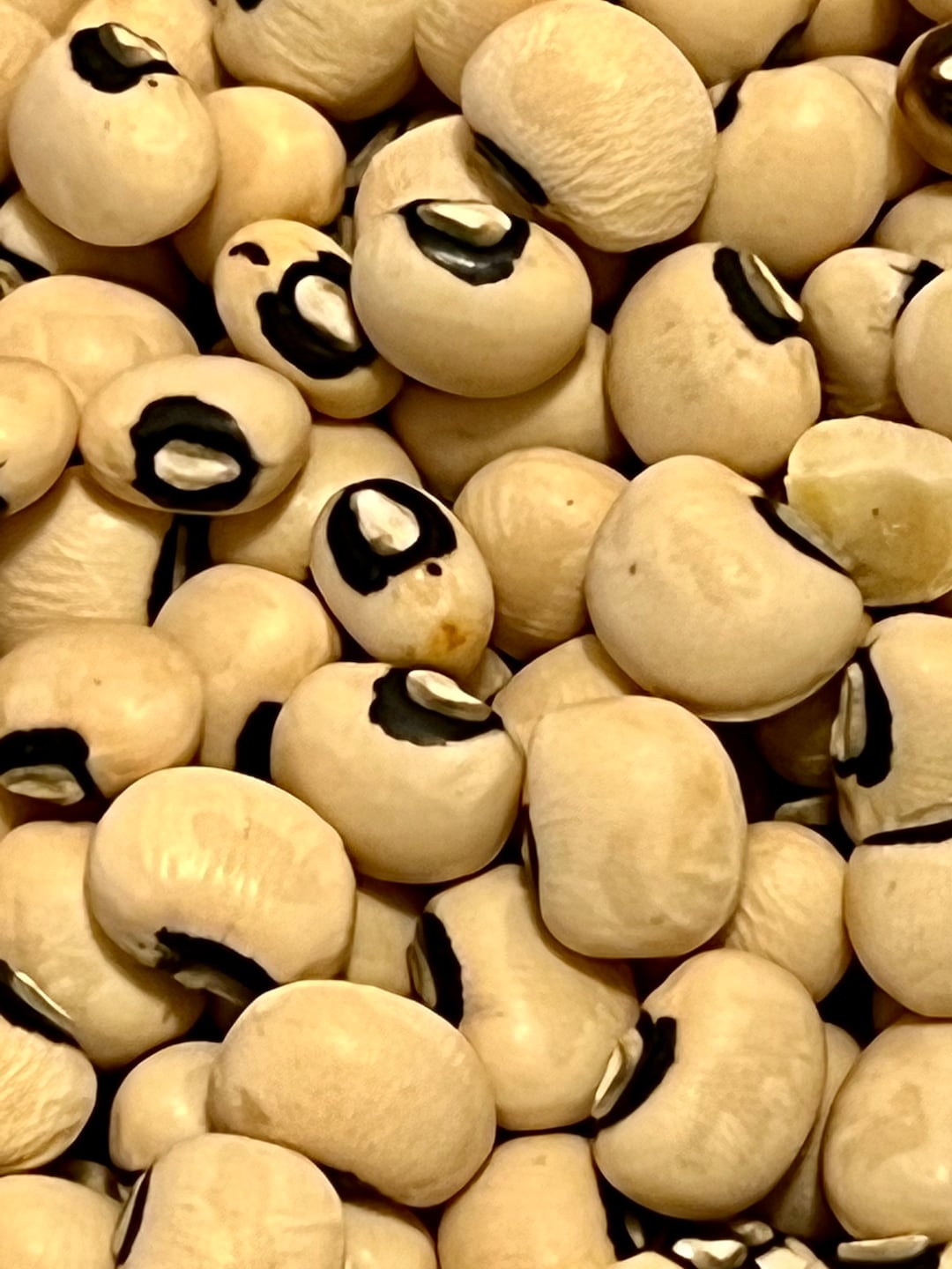 Black Eyed Peas Seeds Grains Grow Your Own Vigna Unguiculata Etsy
