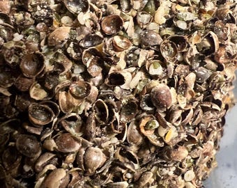 Ripkitty Premium Crushed Hemp Seeds in various sizes for Poultry & Birds Snacks