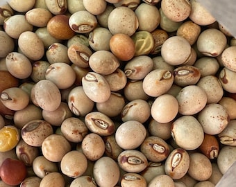 Ripkitty Pigeon Pea Grow Your Own! Cajanus Cajan Seeds Organic