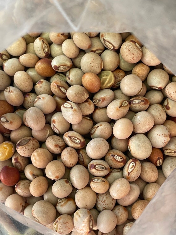 Ripkitty Pigeon Pea Grow Your Own Cajanus Cajan Seeds Organic Etsy