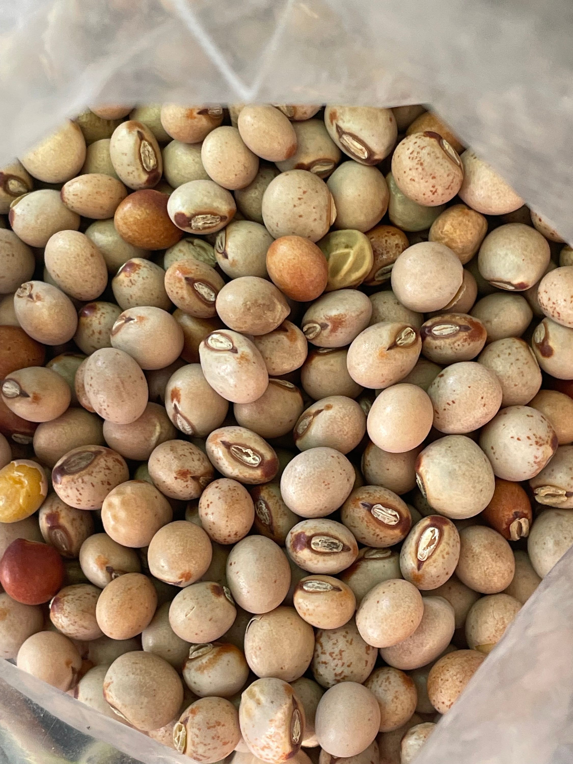 Ripkitty Pigeon Pea Grow Your Own Cajanus Cajan Seeds Organic Etsy