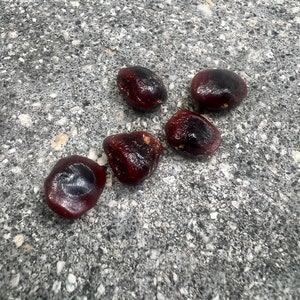 Ripkitty Premium Sweet Tamarind Ind. Seeds Only, Grow Your Own!