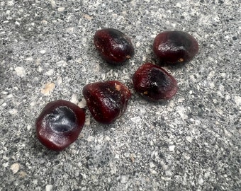 Ripkitty Premium Sweet Tamarind Ind. Seeds Only, Grow Your Own!