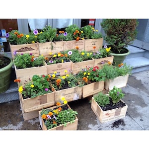 Fioriera da giardino, scatole/casse per vino in legno ~ Perfetto per vassoio di semi e piante ~ Primavera, giardinaggio, verdure, fiori.