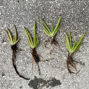Aloe Vera Pups