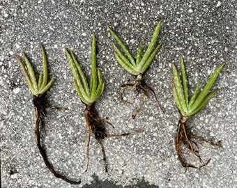 Chiots à l'aloe vera