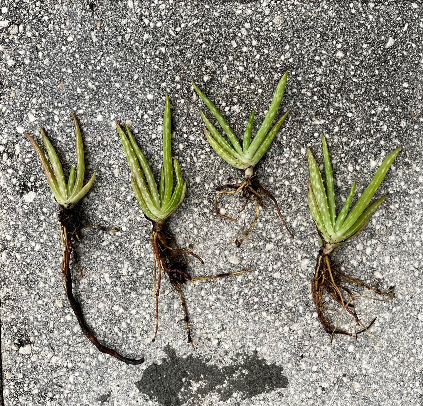 Aloe Vera Babys - Etsy.de