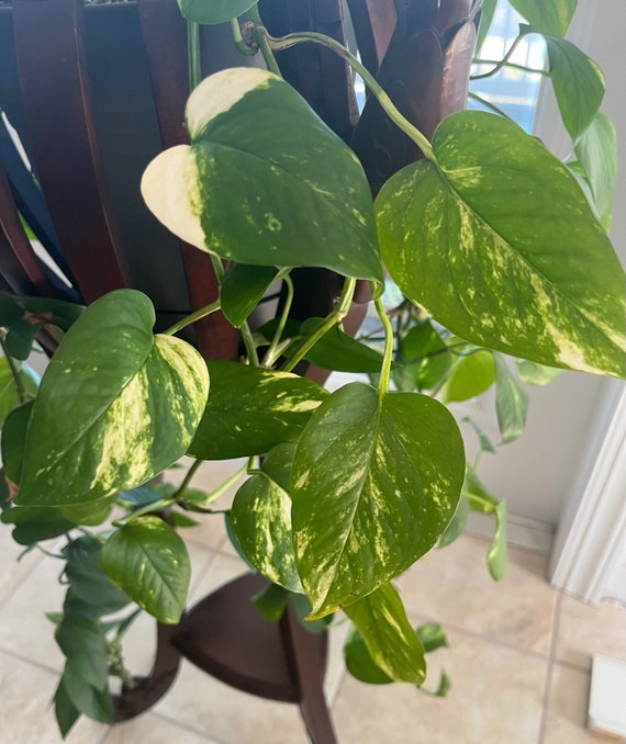 Golden Pothos Steckling (Teufels Efeu) - Etsy.de