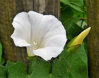 Moonflower - Heirloom Vine - Fragrant White Blooms and Night-Blooming (Ipomoea alba)