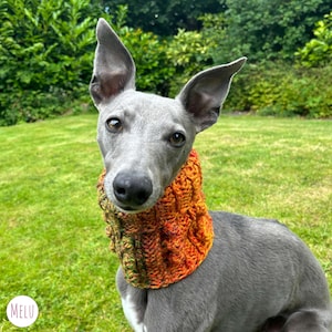 May include: A gray whippet dog wearing a knitted orange and green dog collar. The collar has a cable knit pattern.