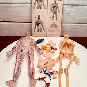 Visible Man Model - Etsy