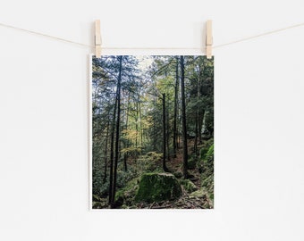 Forest Wall Art, Forest Photo Print, Forest PRINT, Forest Photograph, Forest Art, Forest Wall Art, Red River Gorge Photo