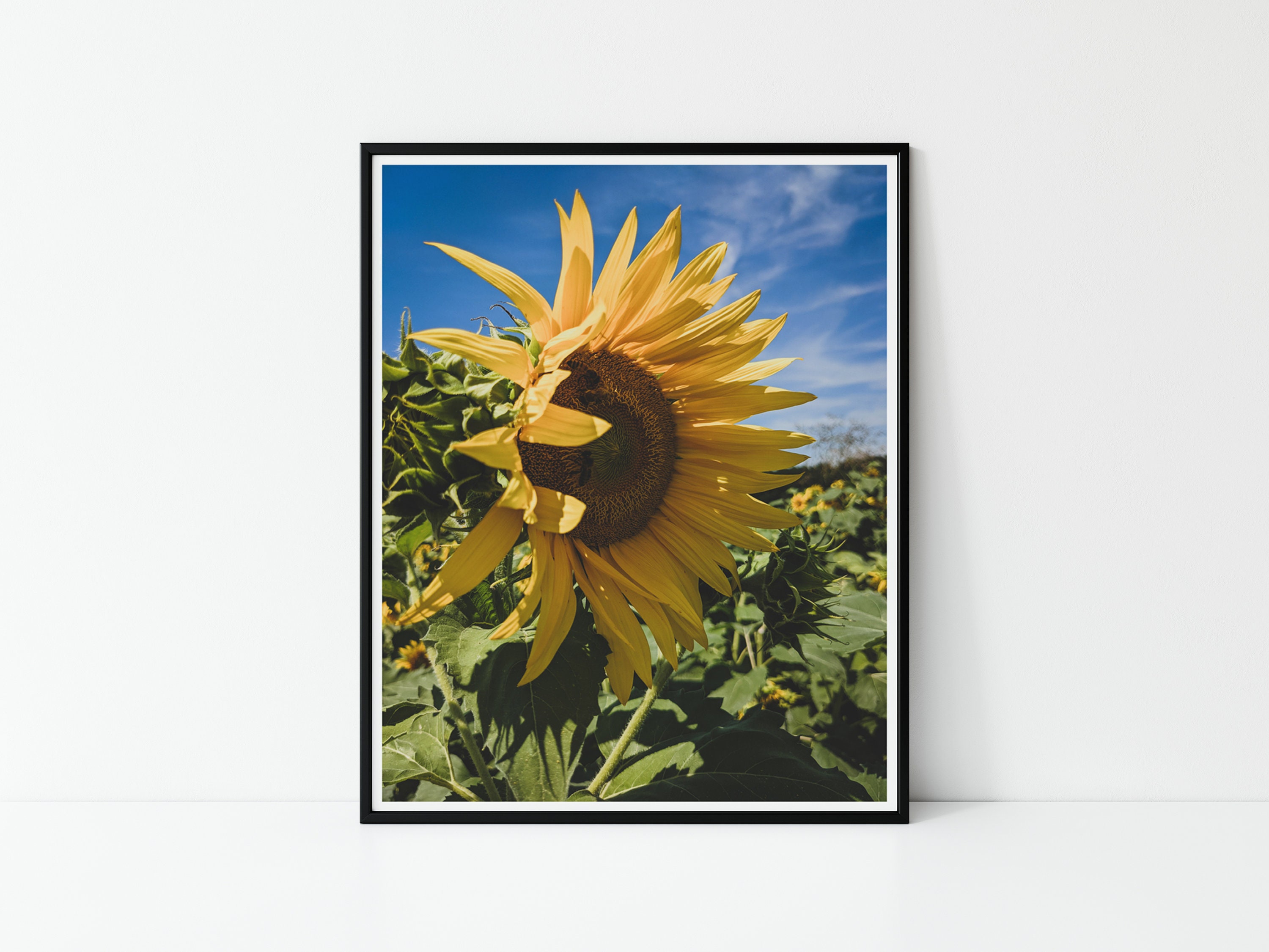 Sunflower PHOTO, Sunflower Wall Art, Flower PRINT, Sunflower Photograph