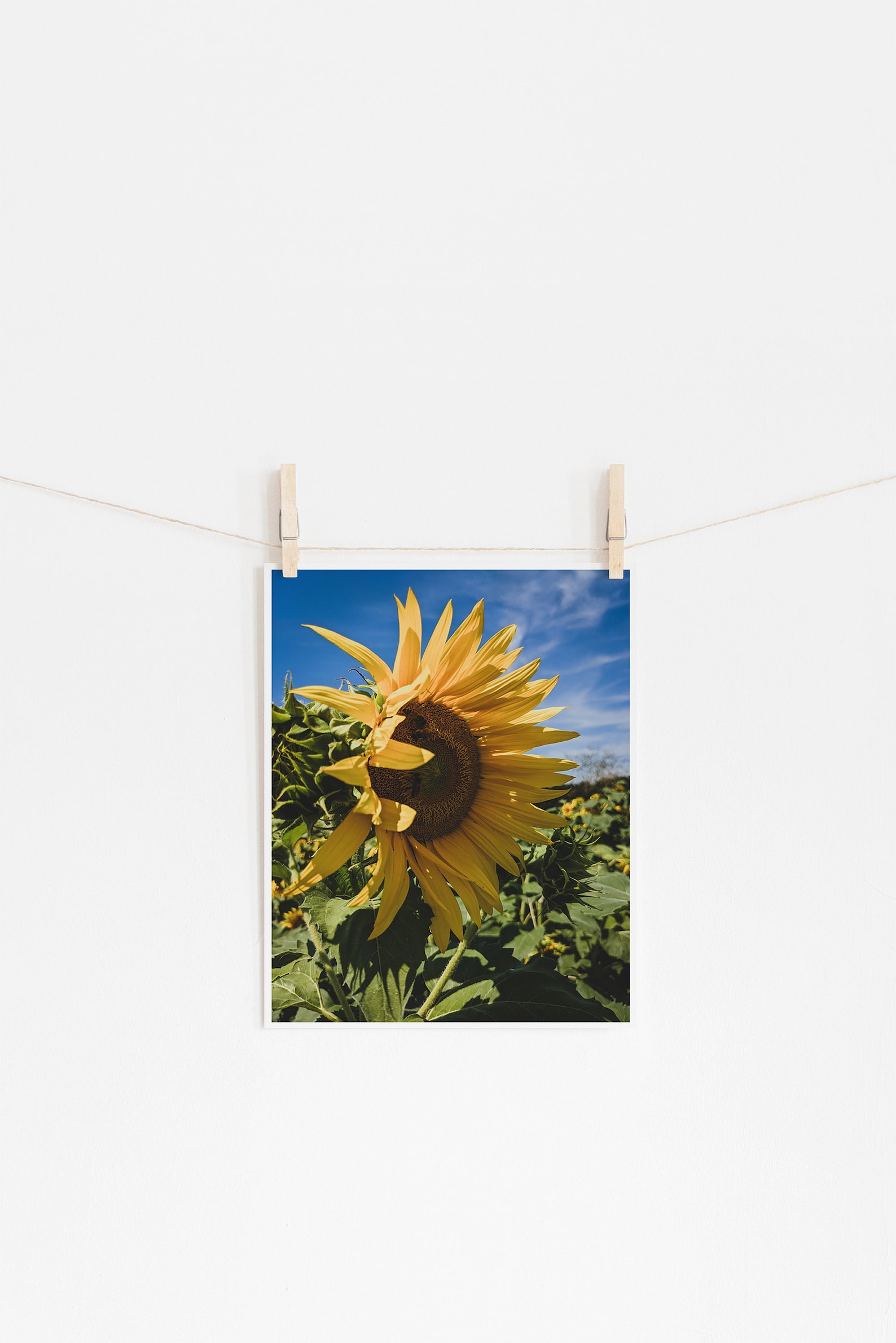 Sunflower PHOTO, Sunflower Wall Art, Flower PRINT, Sunflower Photograph
