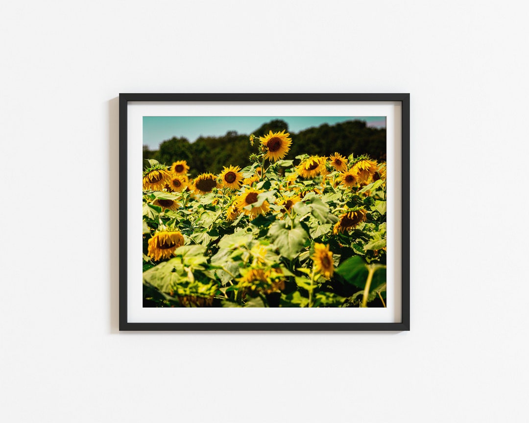 Sunflower Photo Print Sunflower Art Print Fall Wall Art Etsy