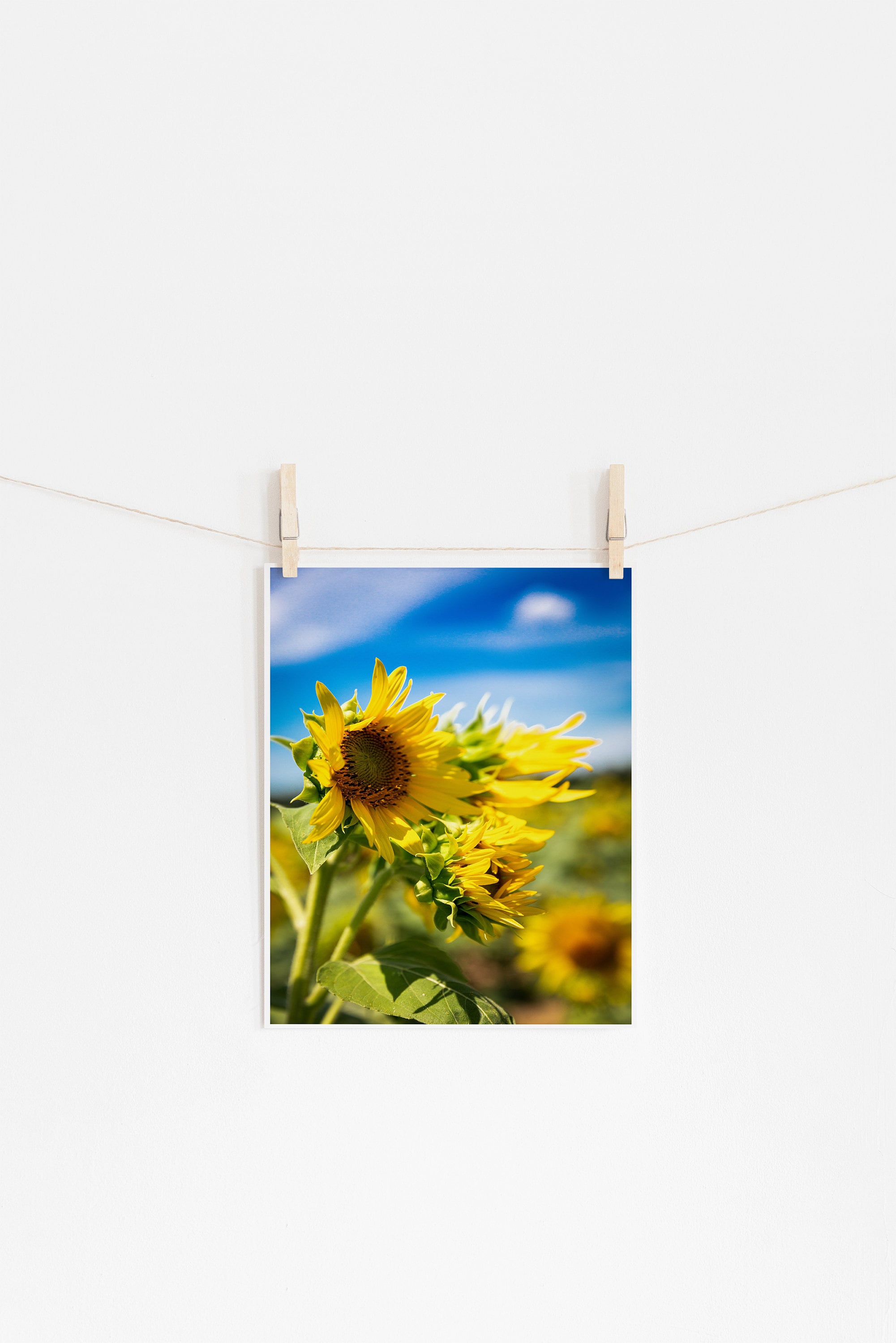 Sunflower Photograph, Sunflower Wall Decor, Sunflower PRINT, Sunflower
