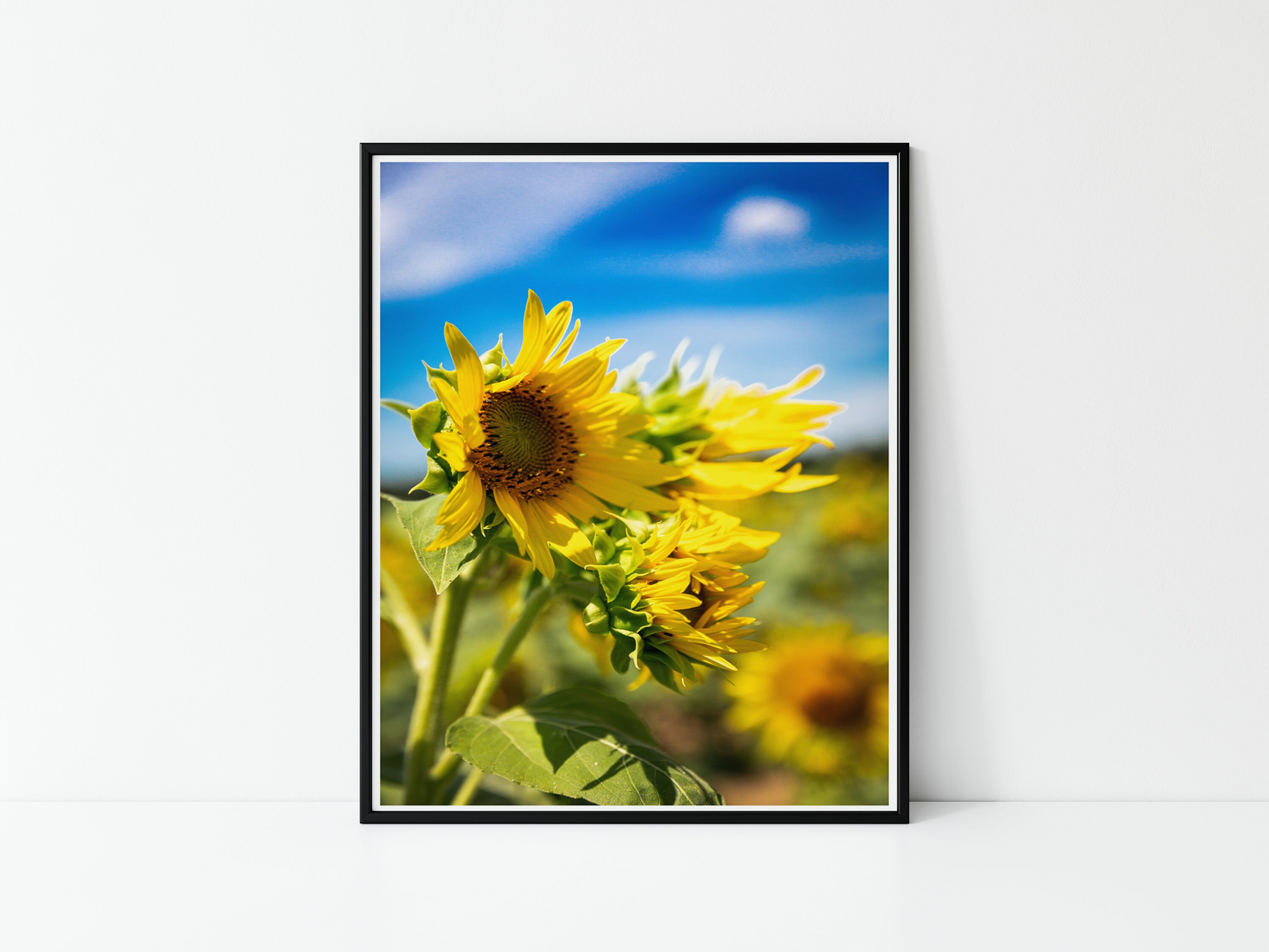 Sunflower Photograph, Sunflower Wall Decor, Sunflower PRINT, Sunflower