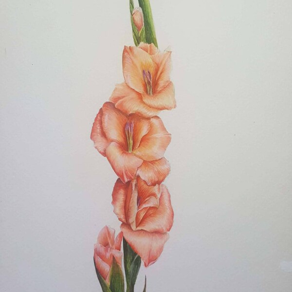 Gladiola - watercolor