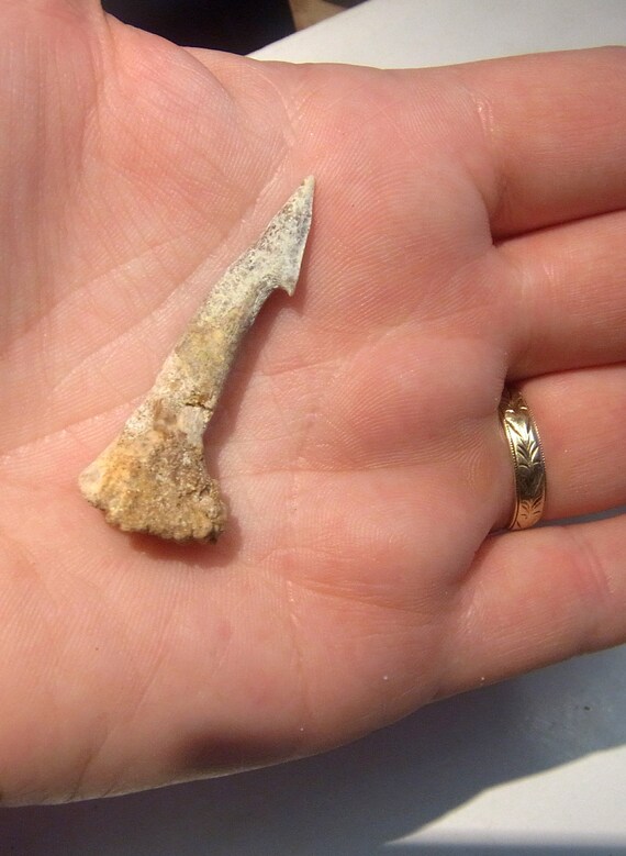 化石ノコギリエイ 吻側オンコプリスティス 歯 60 mm - 80 mm モロッコ