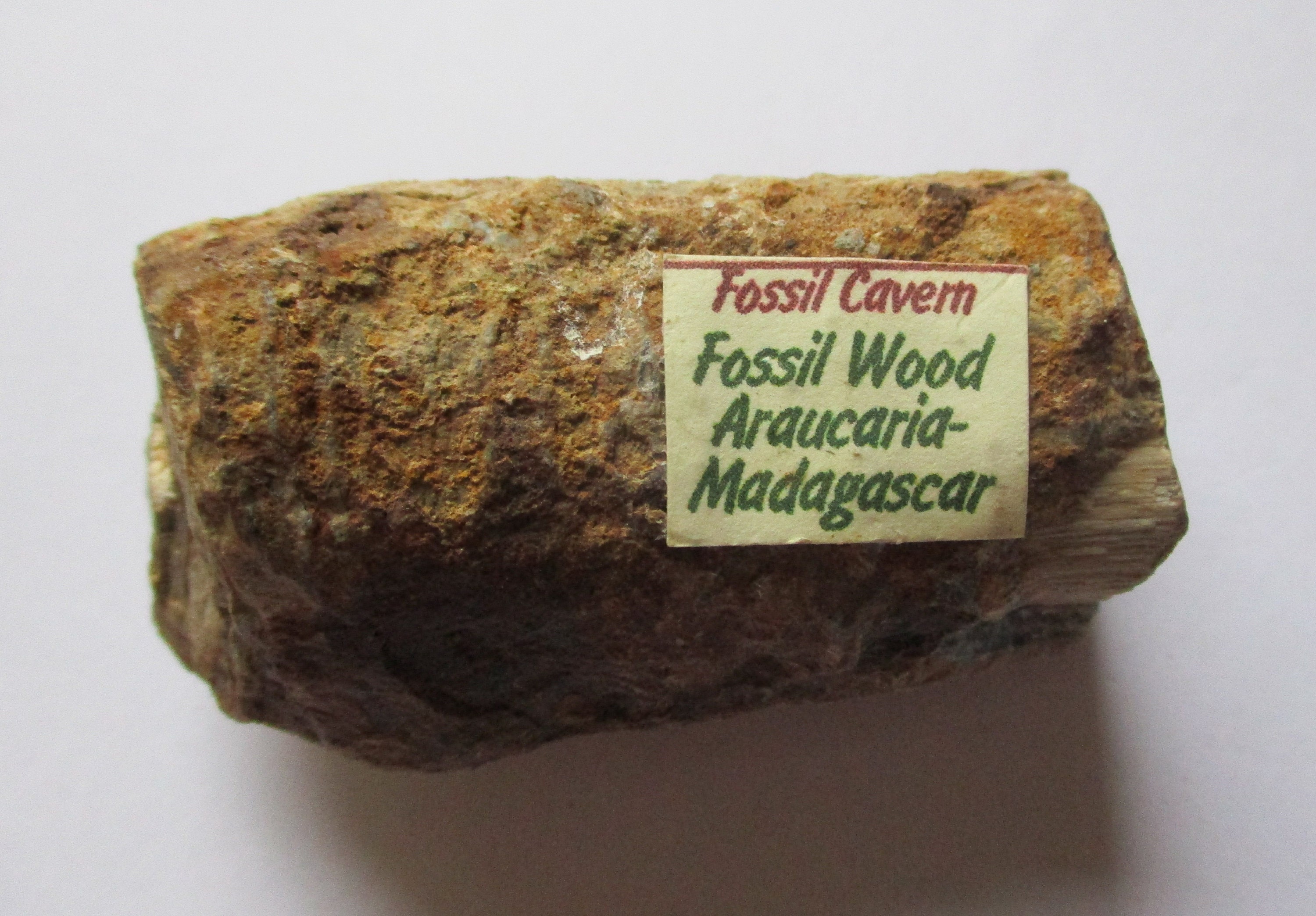 木の上　エオカルカリア 化石木 アラウカリア - Etsy 日本