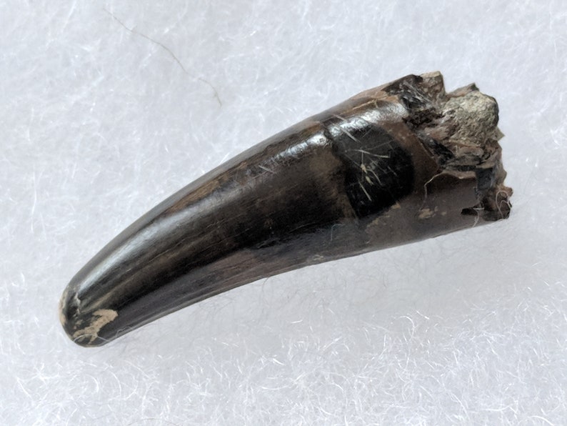 baryonyx fossil for sale
