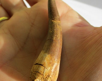 Plesiosaur Tooth Large 60mm DINOSAUR FOSSIL MOROCCO certified ba310