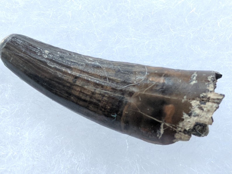 baryonyx fossil for sale