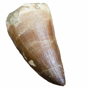 Real Mosasaur tooth - Excellent Fossil - Creataceous Period (65 Million Years+) -Dinosauur tooth- Great Gift Idea