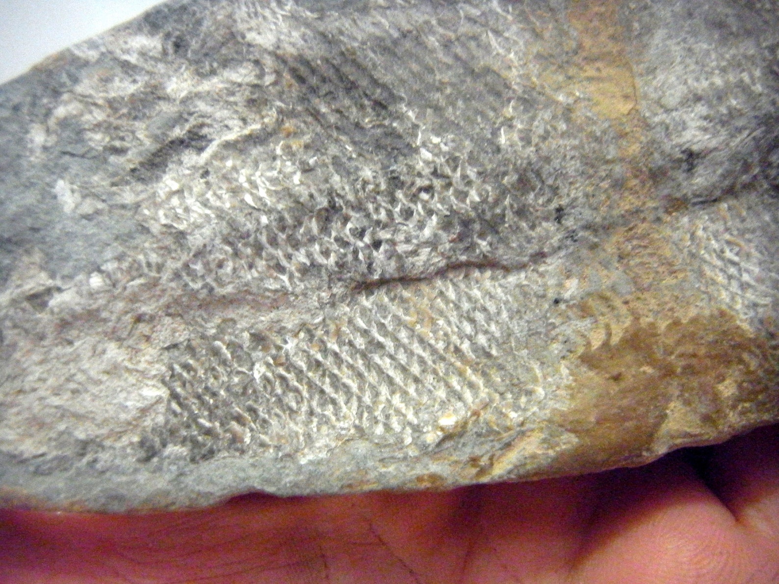 Racholepis Brazilian Fossil Fish Ultra Rare Cretaceous 110 Myo Etsy