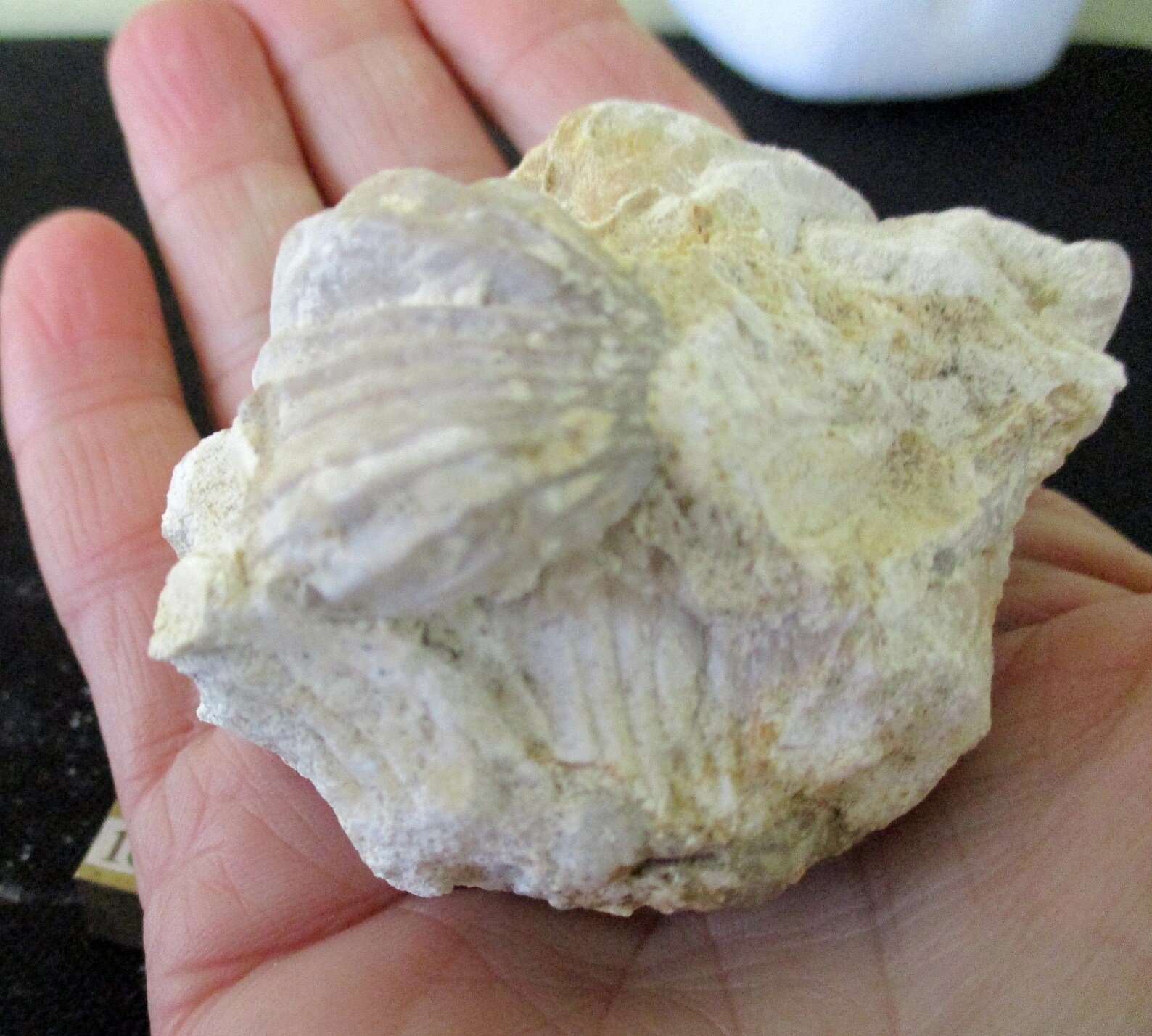 Rare fossil Clam shell large 60mm Beautiful details jt368 Etsy